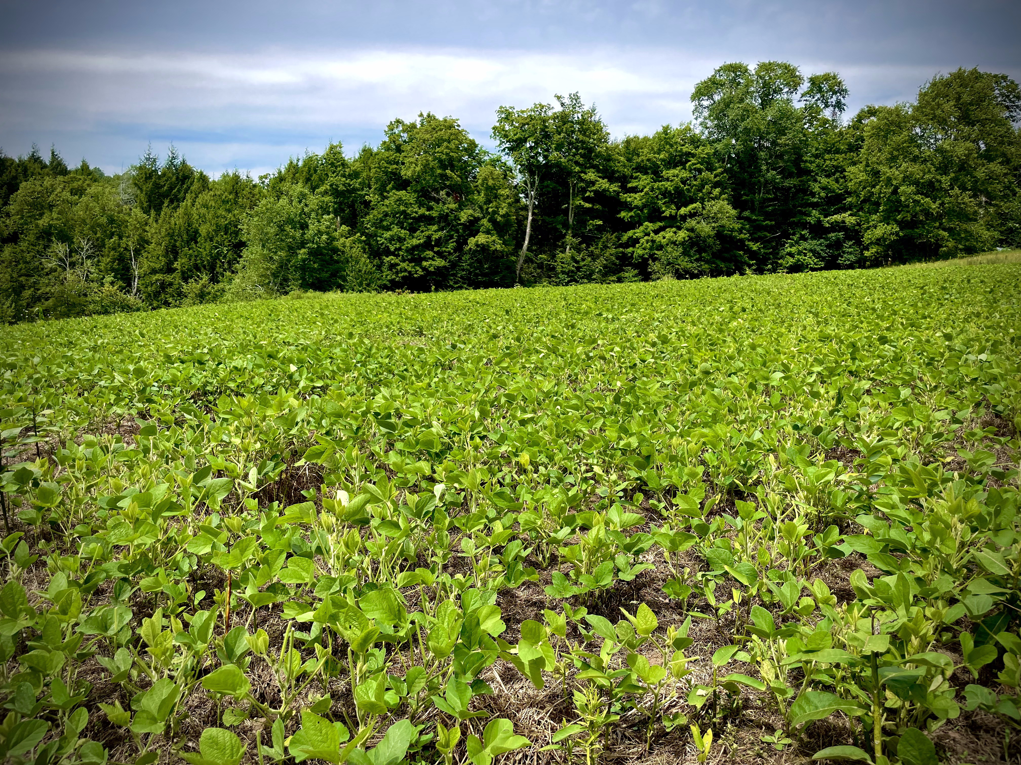 Food Plots